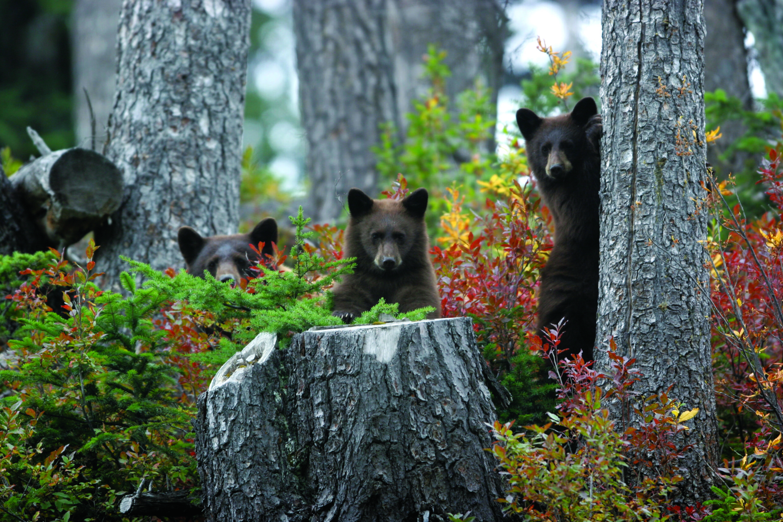 Whistler Bear viewing tours